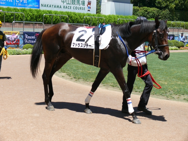 7/10中山4R未勝利パドック マドラスシチー