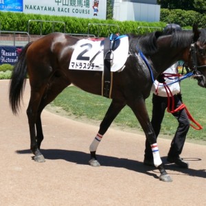 7/10中山4R未勝利パドック