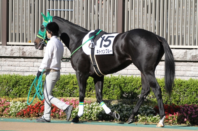 3歳以上 500万下　パドック キトゥンブルー