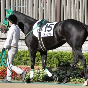 3歳以上 500万下　パドック