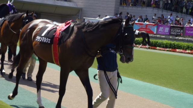 由比ヶ浜特別(1000万下)パドック グランマルシェ