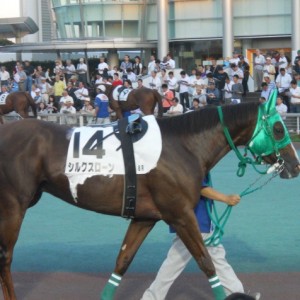７月１０日大井競馬８Ｒパドック