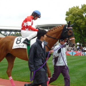 5/28 京都５R　芝１８００　１２着時パドック