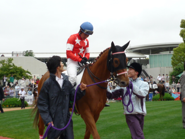 5/28　京都５R　芝１８００　１２着時パドック レッドデセーオ