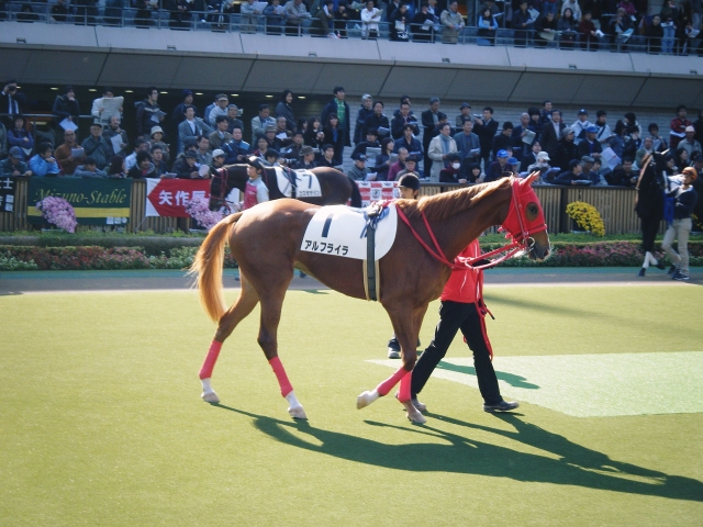 新馬戦 アルフライラ
