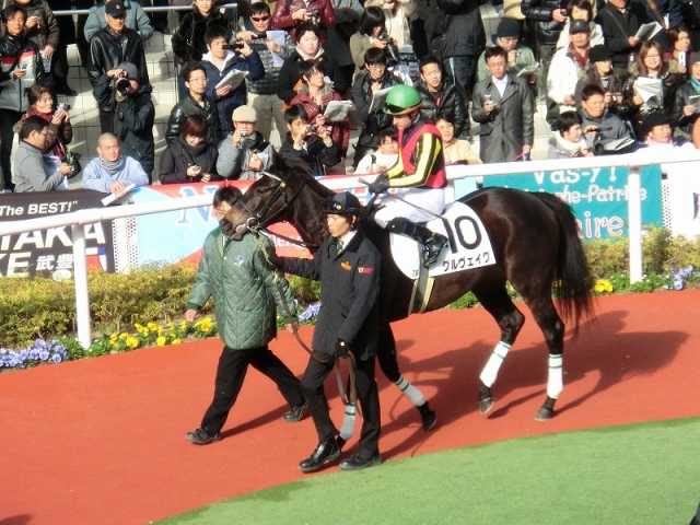 阪神7R新馬戦パドック　12/25 グルヴェイグ