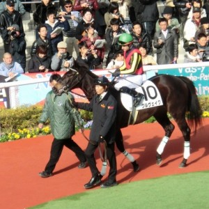 阪神7R新馬戦パドック　12/25