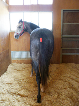 10/11 田島厩舎にて シルクフラッシュ