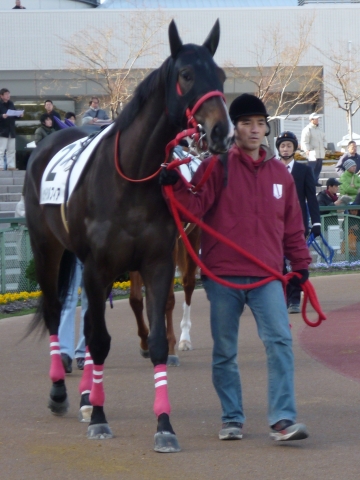 1/10 京都3R 新馬戦ダ1400牝　６着時のパドック  レッドシルフィア