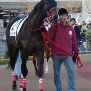 1/10 京都3R 新馬戦ダ1400牝　６着時のパドック 