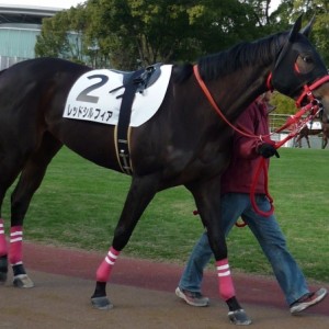 1/10 京都3R 新馬戦ダ1400牝　６着時のパドック 
