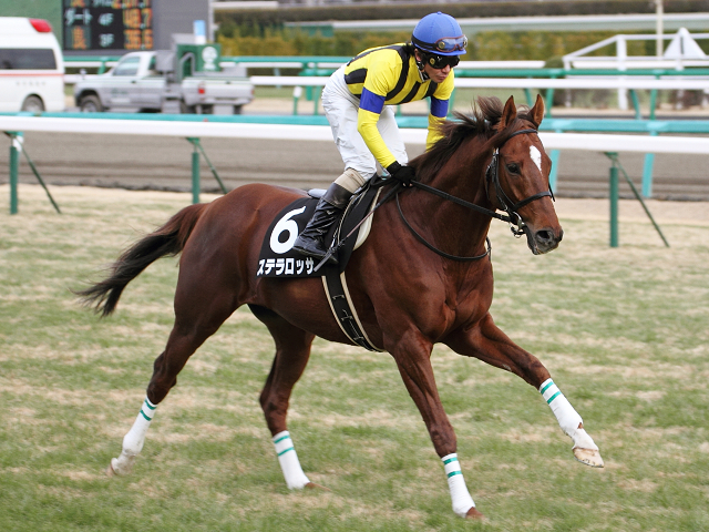 2013/01/06　初富士S ステラロッサ