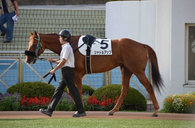 2013.09.15　中山競馬場　12Ｒ500万下 シャトルアップ