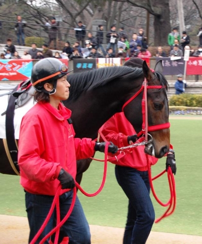 新馬戦 クラッシーゲイト