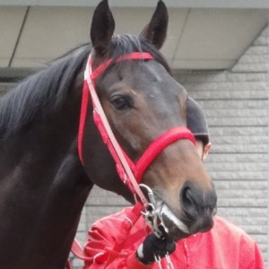 新馬戦パドック