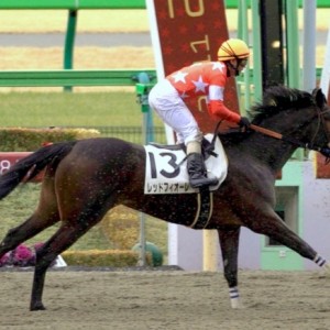 2011年2月19日 東京競馬場 第2R 新馬戦