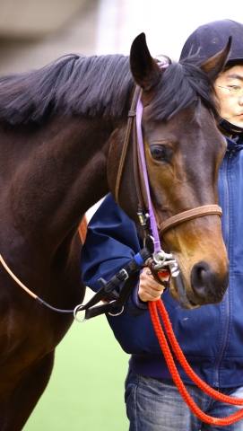 2011年2月19日 東京競馬場 第2R 新馬戦 パドック レッドフィオーレ