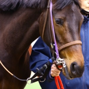 2011年2月19日 東京競馬場 第2R 新馬戦 パドック