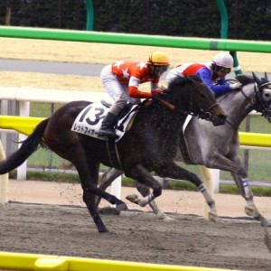 2011年2月19日 東京競馬場 第2R 新馬戦