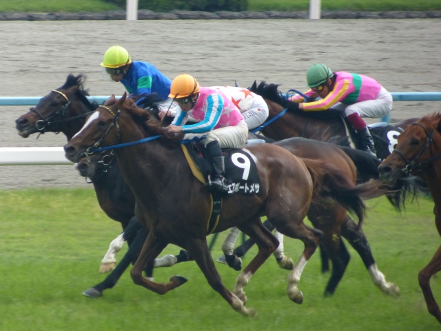 白川特別：直線① クリサンセマム