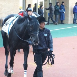 クイーンオリーブ-パドック(中京、2012年12月8日)