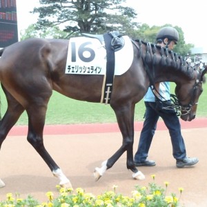 7月24日　3歳未勝利出走時のパドック