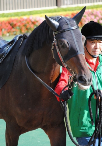 11/3 東京10R 奥多摩ステークス(1600万下) シルクドリーマー