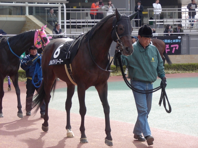 平成2８年3月1３日中京1１Rトリトンステークス1 シルクドリーマー