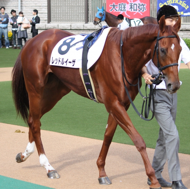 ２歳未勝利・パドック レッドルイーザ