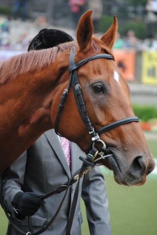 11/5 東京芝1600m 牝限定 新馬戦 パドック レッドルイーザ
