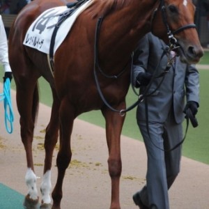 11/5 東京芝1600m 牝限定 新馬戦 パドック