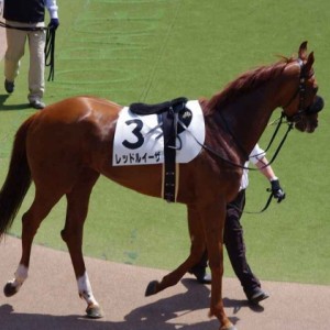 2012．4.29　東京3R未勝利戦(牝)　パドック