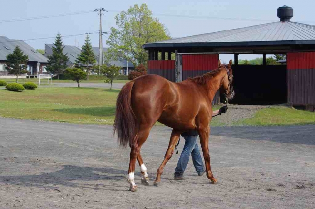 2歳時　ファンタストクラブにて レッドルイーザ