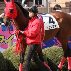 3歳500万下　パドック
