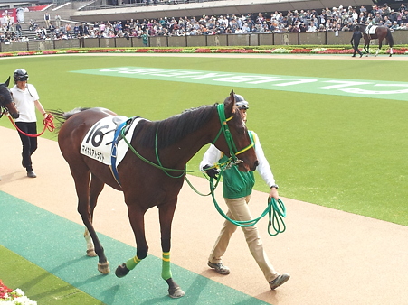 11/20 東京2歳未勝利で初勝利！ マイネルアトラクト