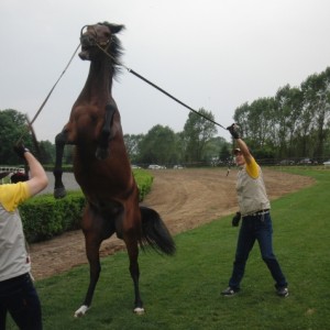 やんちゃ坊主－２０１１春社台ツアー