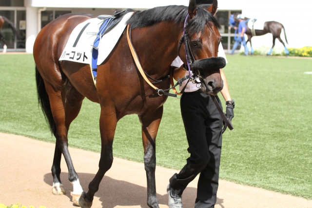 3歳以上500万円以下　パドック ハーコット