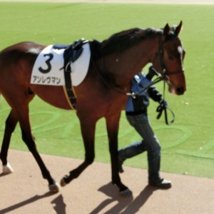 東京芝2400m・未勝利戦パドック