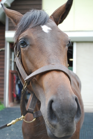 1歳時　社台Ｆにて アルティメイトラブ