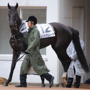 1/22 中山ダ1800m 牝限定 新馬戦 パドック