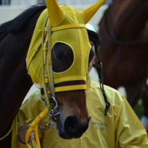 早鞆特別パドック