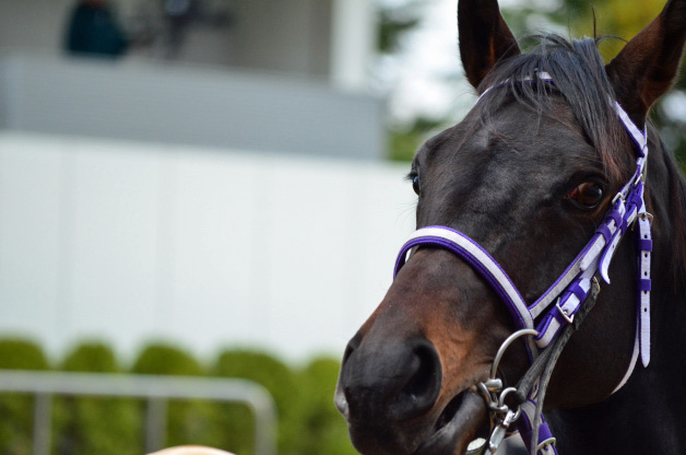 中山競馬場パドック。 スターノエル