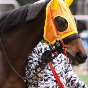 2012年1月21日 中山競馬場 第2R