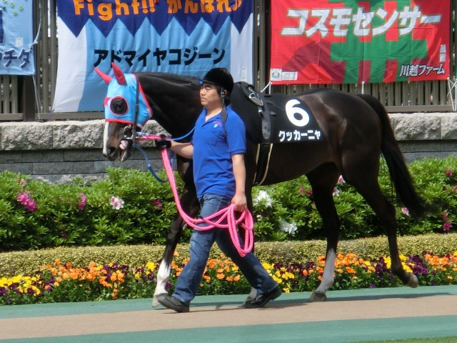 2014/05/04  東京「晩春S」優勝時 クッカーニャ