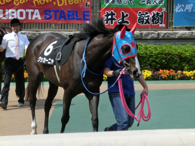 2014/05/04　晩春S　優勝時 クッカーニャ