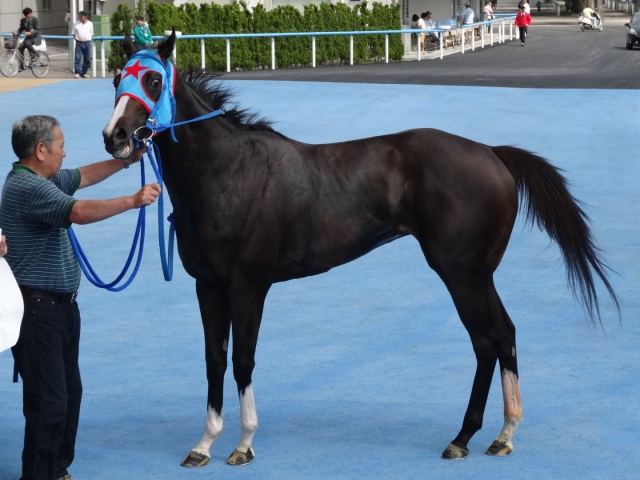 函館競馬場　記念撮影 クッカーニャ