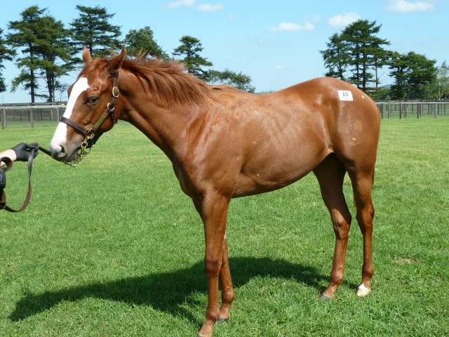 2010年9月12日ノーザンファームYearing空港にて プリュム