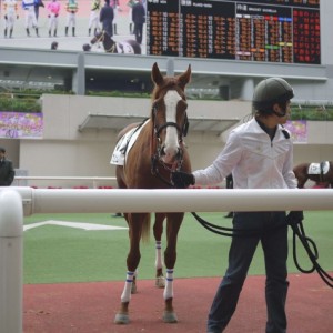 ３戦目阪神競馬場パドック１