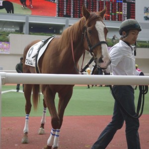 ３戦目阪神競馬場パドック２