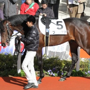 2歳未勝利　パドック
